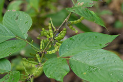 Desmodium triangulare var. congestum